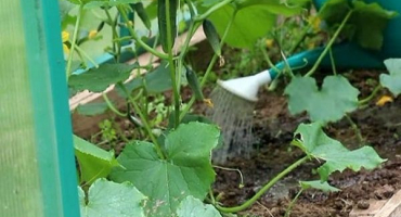 Jak vypěstovat dobrou sklizeň a urychlit růst okurek na otevřeném poli a ve skleníku